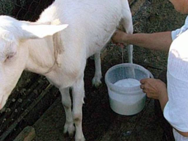 Причины горечи коровьего молока
