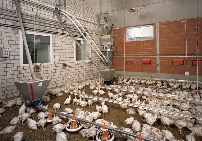 Cодержание и разведение цыплят бройлеров на приусадебном участке и в домашних условиях