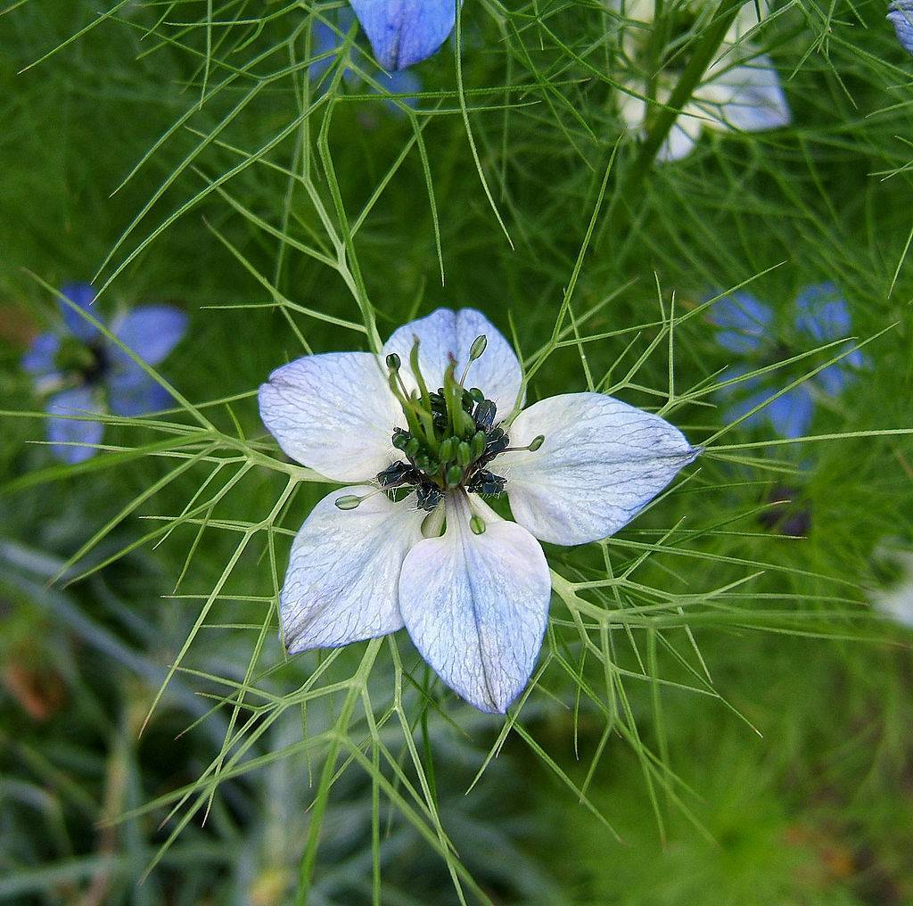 Чернушка или нигелла: посадка и уход в открытом грунте, фото растения с нежными цветками, виды и сорта культуры