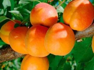Солнечный сорт абрикоса триумф северный