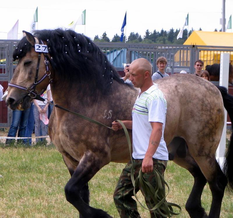 Описание белорусской упряжной лошади