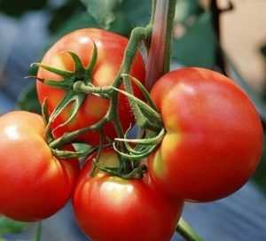 Фото, видео, отзывы, описание, характеристика, урожайность сорта томата «зимняя вишня»