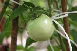 Грядки под помидоры в открытом грунте: виды, фото