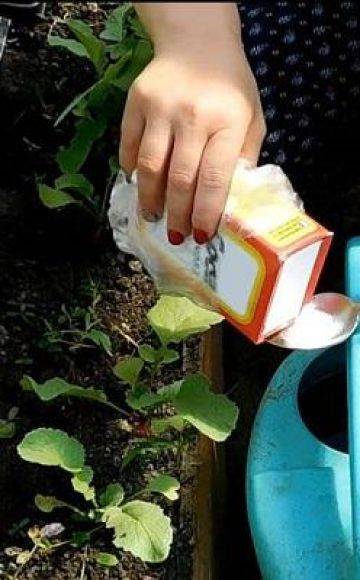 Как защитить растения от болезней и вредителей с помощью пищевой соды