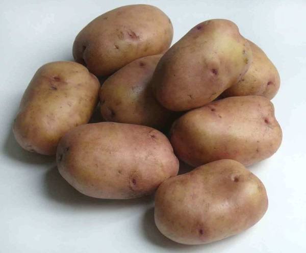 Сорт картофеля «каратоп»: характеристика, описание, урожайность, отзывы и фото