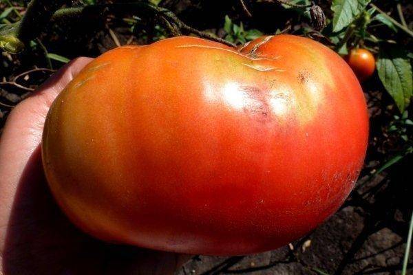 Вкуснейший помидор для любителей крупных плодов: томат «король гигантов» — как вырастить самостоятельно и куда применить