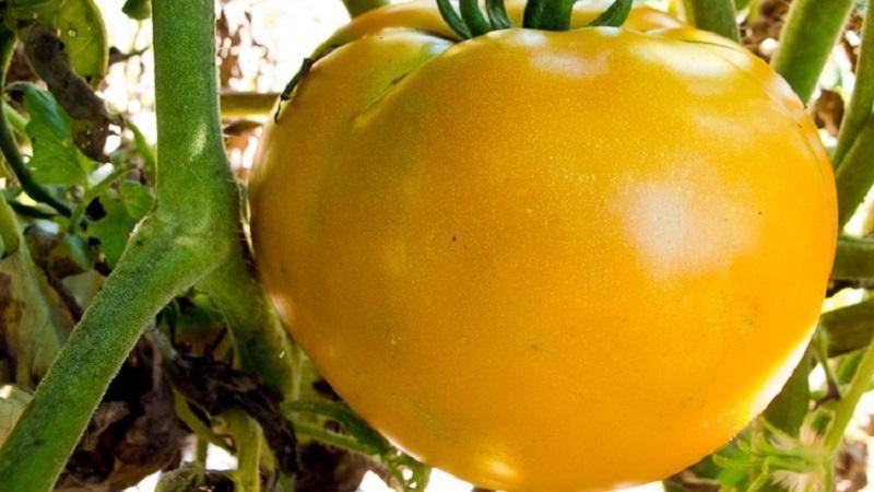 Томат алтайский оранжевый: характеристика и описание сорта, урожайность с фото