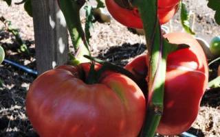 Малиновая империя f1 – урожайный томат без хлопот. описание гибрида и выводы бывалых огородников