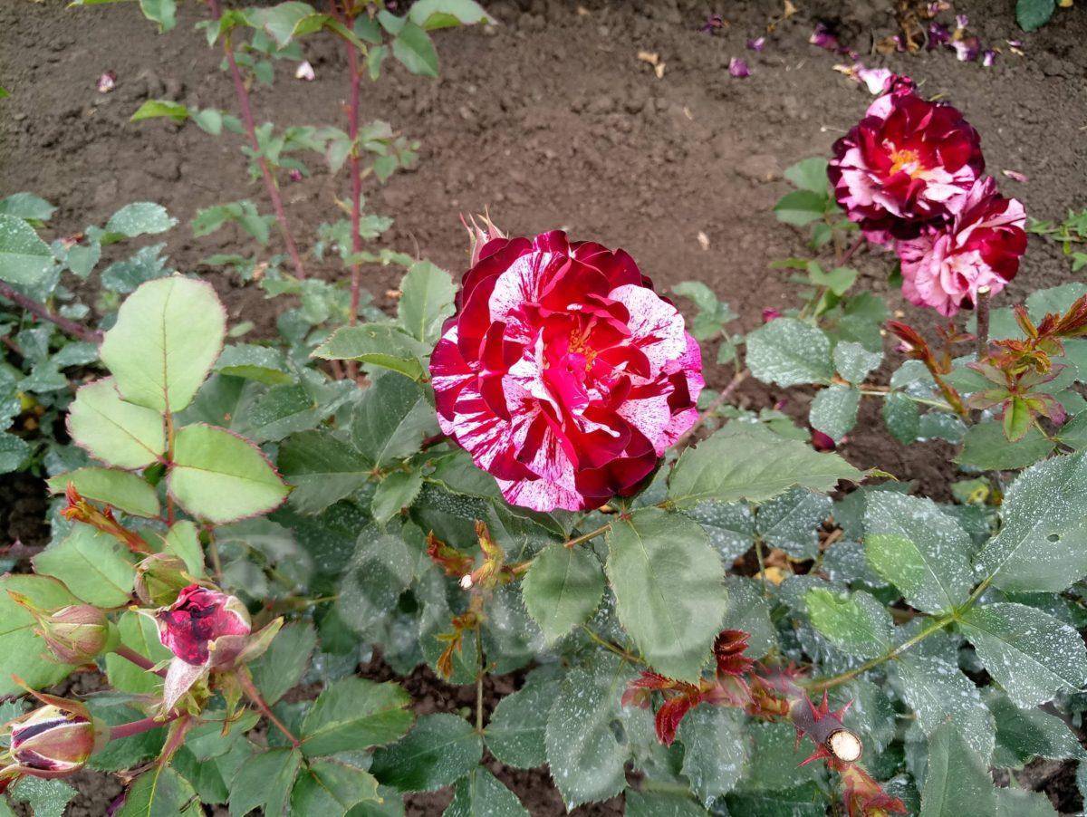 Роза леонардо да винчи (leonardo de vinci) — описание штамбового сорта