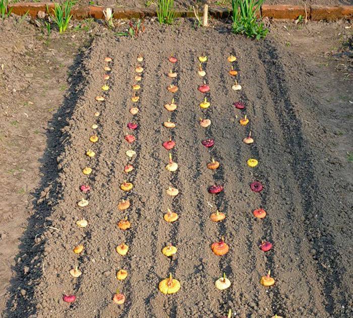 Как получить семена гладиолуса и можно ли вырастить цветы из семян. как размножить гладиолусы семенами, луковичками и детками, подготовка к посадке посадка гладиолусов семенами
