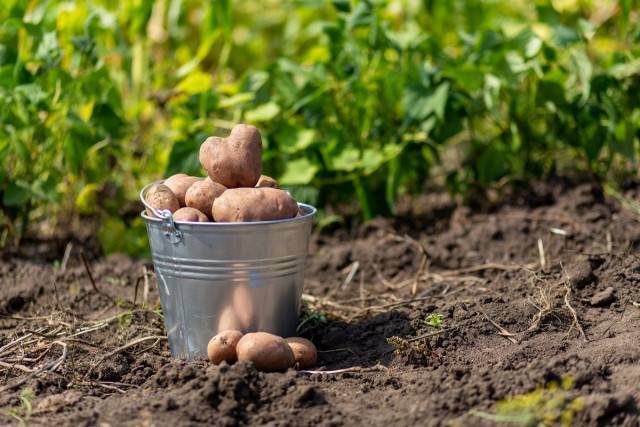 Как часто поливать картофель в открытом грунте