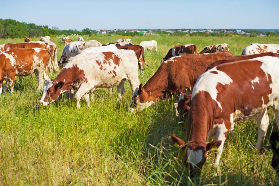 Описание красно-пестрой породы коров, преимущества и правила кормления