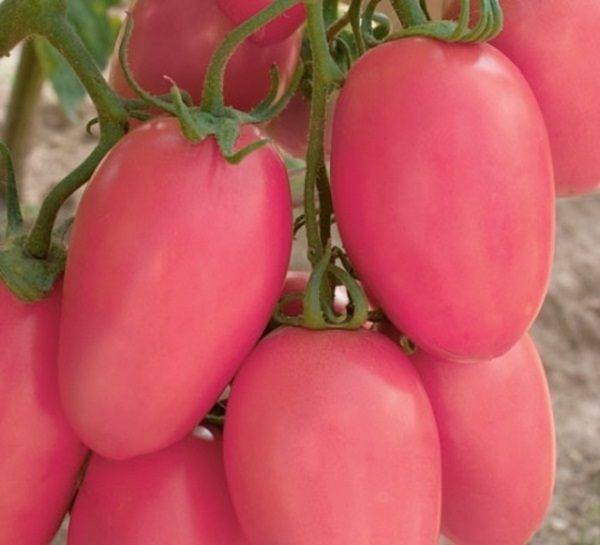 Характеристика и описание сорта томата толстой, его урожайность и выращивание