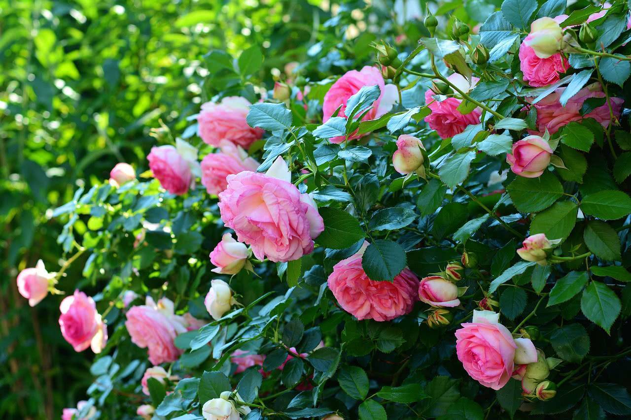 Описание сортов кустовых роз, правила посадки и ухода в открытом грунте