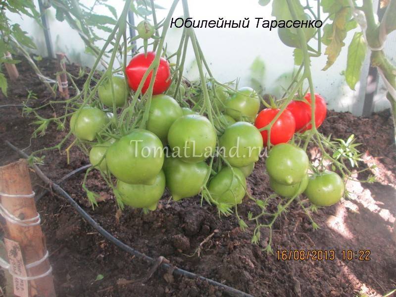 Характеристика и описание сорта томата Тарасенко юбилейный, его урожайность