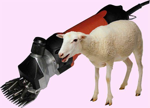 Стрижка овец: оптимальные сроки, способы, техника и особенности стрижки в домашних условиях (125 фото)