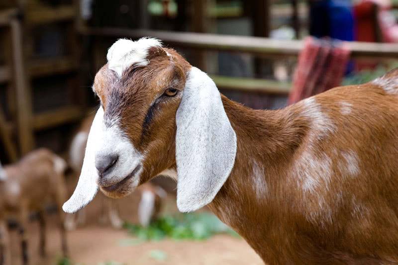 Топ-5 пород комолых коз и сравнительная характеристика продуктивности
