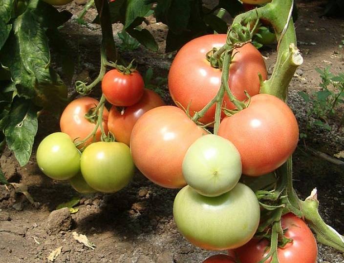 Характеристика и описание сорта томата Пинк импрешн, его урожайность