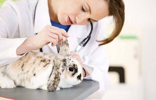 Ушной клещ у кроликов лечение в домашних условиях