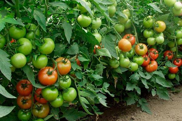 Характеристика и описание гибрида томата санрайз f1, выращивание