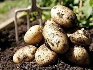 Сеникация и десикация картофеля: как и когда проводить, отзывы