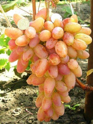 Виноград рубиновый юбилей описание сорта