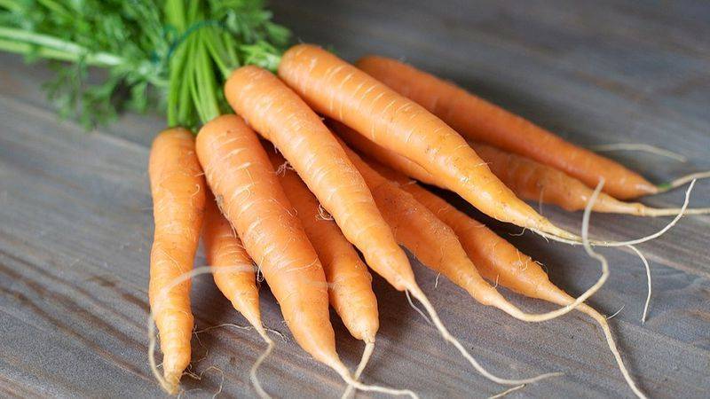 Любительская инструкция: как правильно сажать морковь в открытый грунт