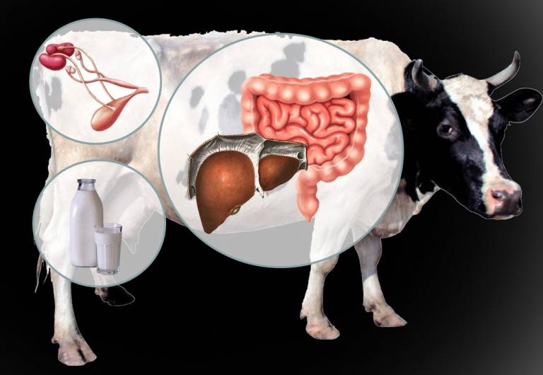 Что будет, если корова съела послед?