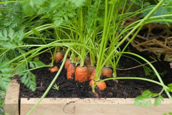 Как подкормить морковь нашатырным спиртом, приготовление и обработка