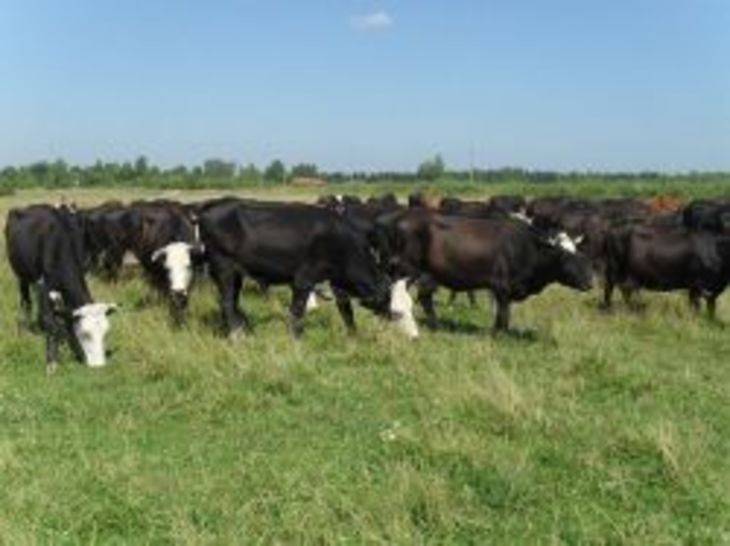 Ярославская черная порода коров