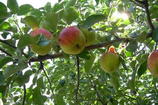 Скороплодная и морозоустойчивая яблоня «павлуша»