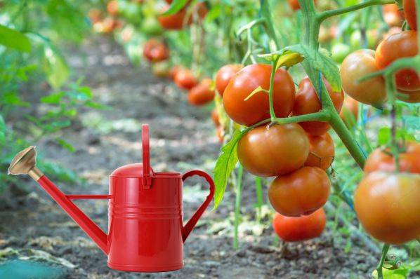 Как часто поливать помидоры в парнике для большого урожая. основные рекомендации по уходу за томатами в парниках (видео + фото)