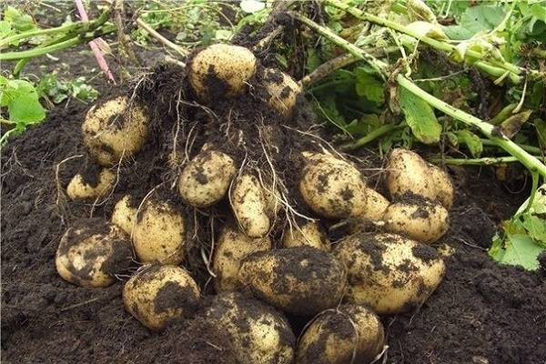 Сорт картофеля тулеевский: характеристика и описание, отзывы, фото