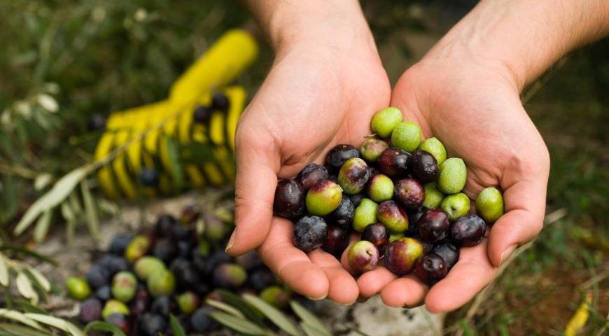 Оливки и маслины. как выбрать оливки?
