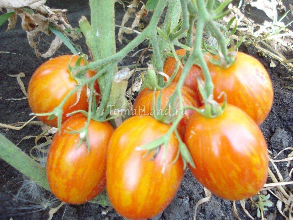 Томат никола — описание сорта, урожайность, фото и отзывы садоводов