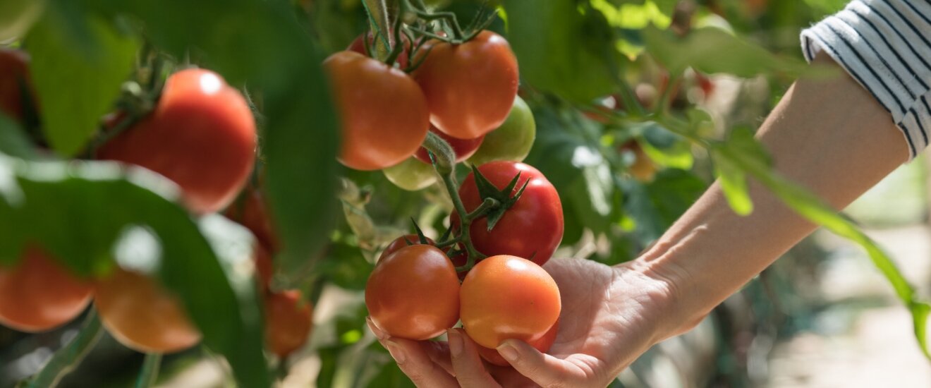 Правильный уход за томатами в теплице