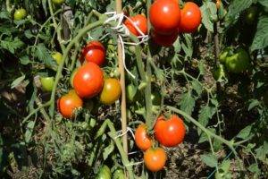 Томат пинк гел f1 — описание сорта, отзывы, урожайность