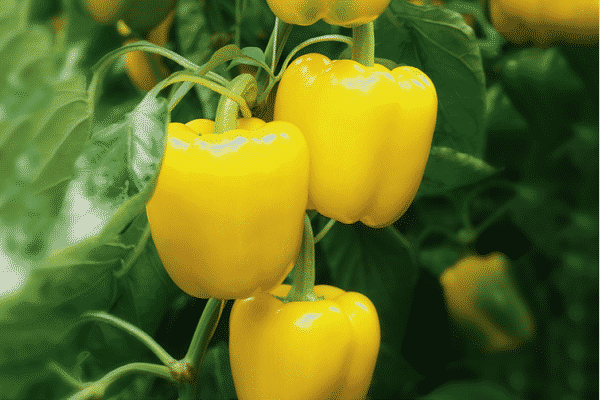 Лучшие сорта желтого перца: описания с фото, характеристики и особенности
