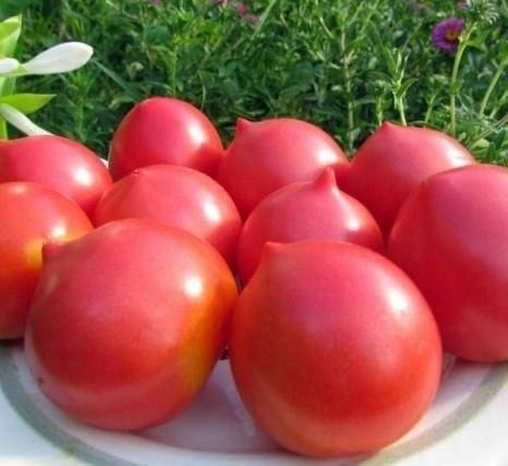 Сорт томата «юбилейный тарасенко»: описание, характеристика, посев на рассаду, подкормка, урожайность, фото, видео и самые распространенные болезни томатов