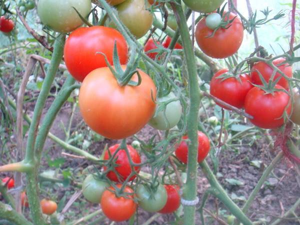 Гибрид жонглер f1: детальное описание томата, достоинства, отзывы садоводов