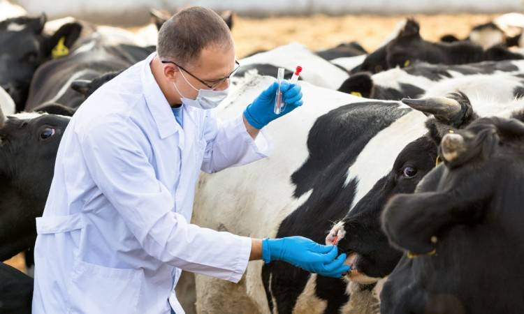 Атония преджелудков у коровы: симптомы, методы лечения, правила профилактики