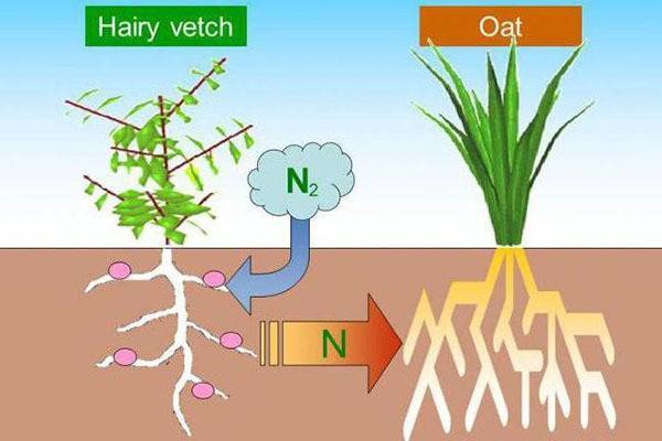 Растение вика применение. сочная трава вика — полезный корм и симпатичное растение