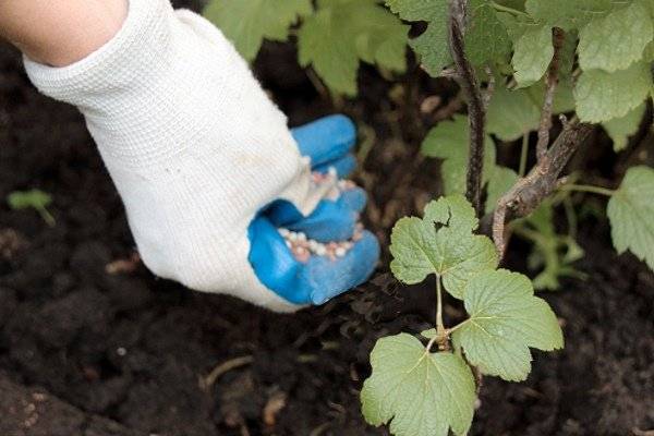 Картофельные очистки, как удобрение – для каких растений можно или нельзя использовать?