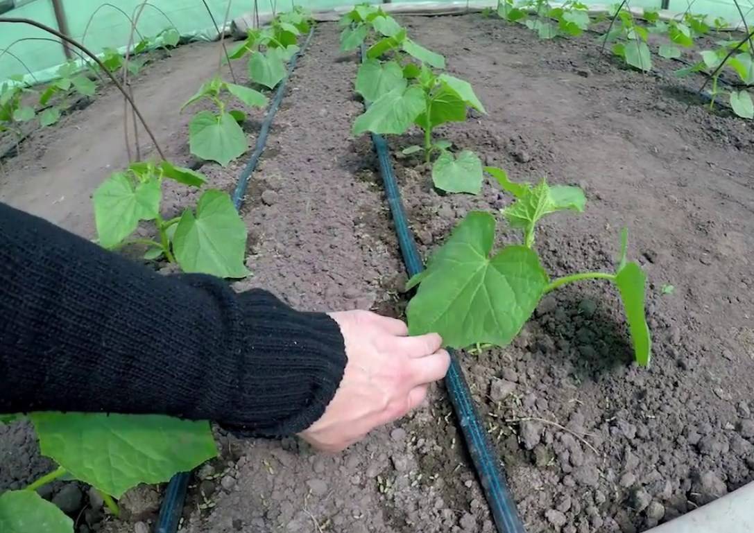 Как правильно посадить переросшую рассаду огурцов в открытый грунт или теплицу