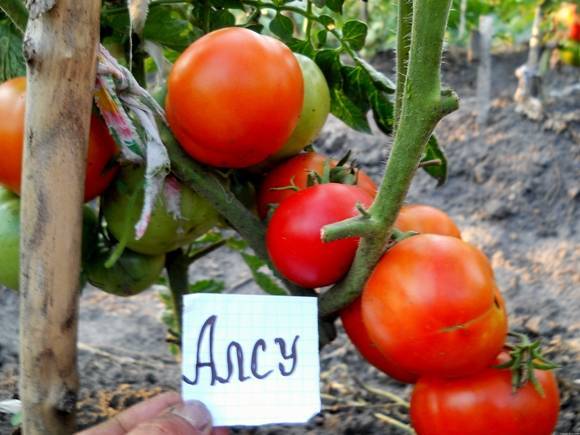 Выращивание крупноплодного и сладкого томата алсу
