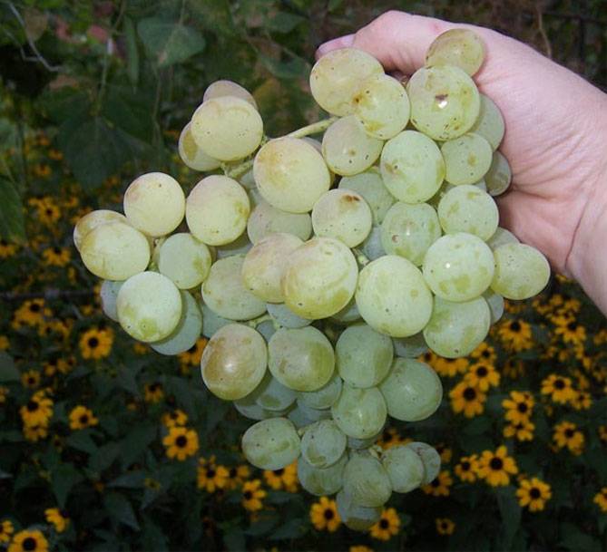 Долгожданный — сорт винограда, соответствующий своему названию