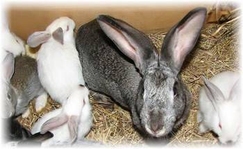 Почему крольчиха съедает своих крольчат: способы решения данной проблемы