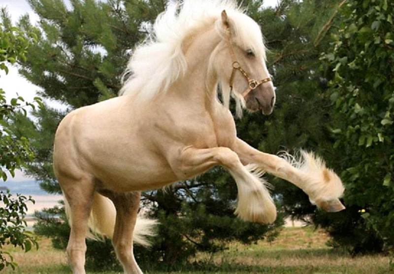 Лошадь шайр: описание породы, фото, содержание и уход