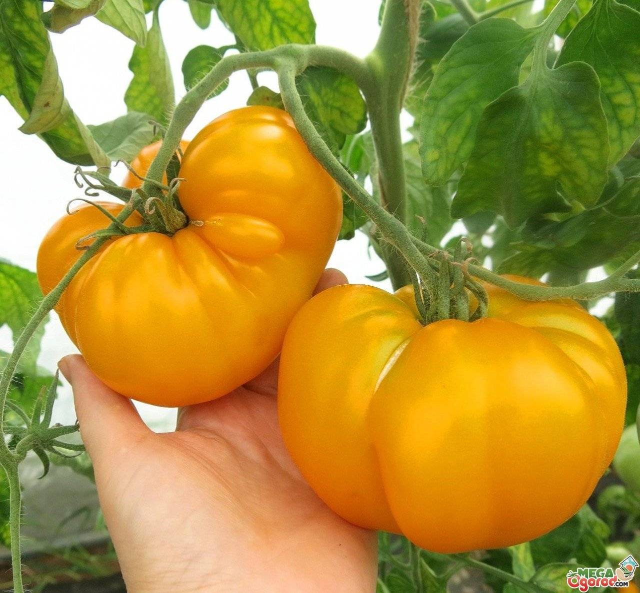 Вкуснейший представитель желтоплодных томатов золотой король: подробное описание, агротехника, отзывы