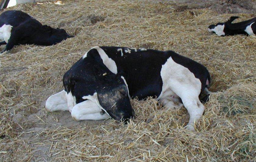У коровы встал желудок. что делать в домашних условиях?